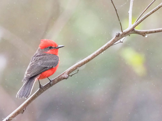 RUBINTYRANN, VERMILION FLYCATCHER - PYROCEPHALUS RUBINUS
