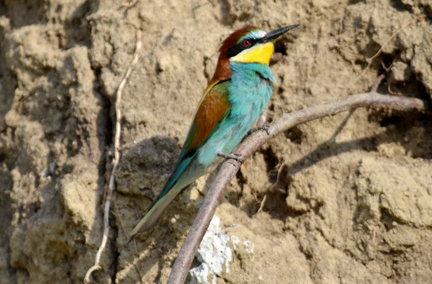 BIENENFRESSER, EUROPEAN BEE-EATER, MEROPS APIASTER