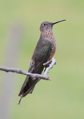 RIESENKOLIBRI, GIANT HUMMINGBIRD - PATAGONA GIGAS