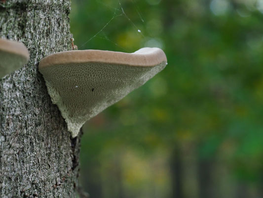 Buckel-Tramete - Trametes gibbosa