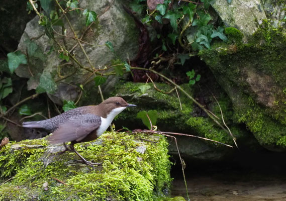 WASSERAMSEL, DIPPER, CINCLUS CINCLUS