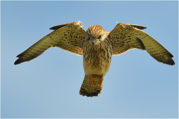 TURMFALKE, KESTREL, FALCO TINNUNCULUS