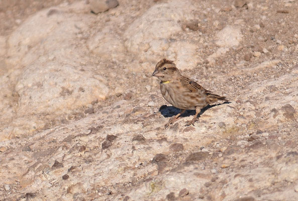 STEINSPERLING, ROCK SPARROW, PETRONIA PETRONIA