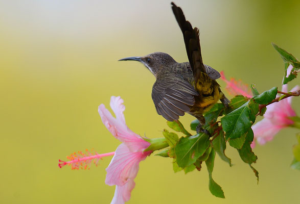 KAPHONIGFRESSER, CAPE SUGARBIRD, PROMEROPS CAFER