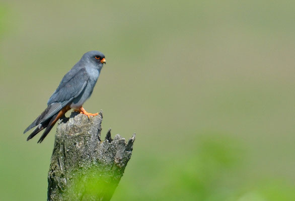 ROTFUSSFALKE, RED-FOOTED FALCON, FALCO VESPERTINUS