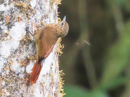 Keilschnabel-Baumsteiger, Wedge-billed Woodcreeper - Glyphorynchus spirurus