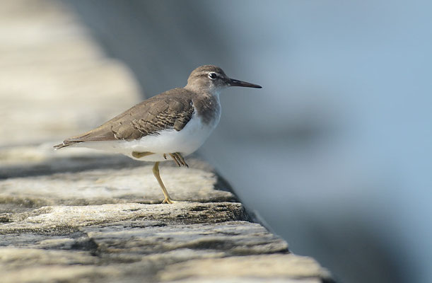 DROSSELUFERLÄUFER, SPOTTED SANDPIPER, ACTITIS MACULARIUS