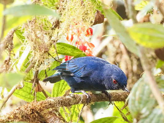 Indigo-Hakenschnabel, Indigo Flowerpiercer - Diglossa indiglotica 