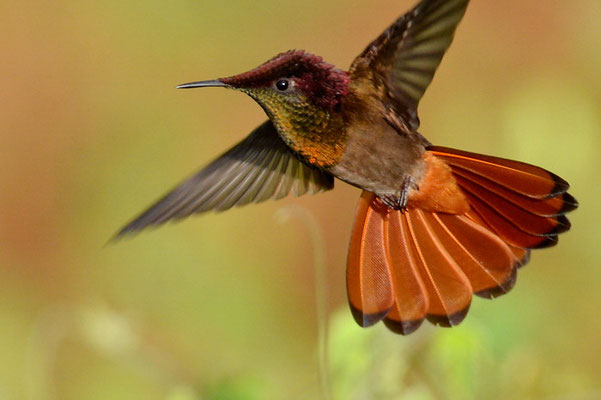 TOPASRUBINKOLIBRI, RUBY-TOPAZ HUMMINGBIRD, CHRYSOLAMPIS MOSQUITUS - CURACAO