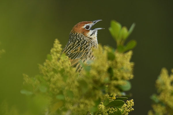 KAP-GRASSÄNGER, CAPE GRASSBIRD, SPHENOEACUS AFER
