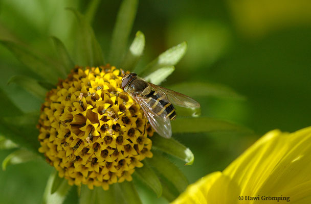 BEHAARTE SCHWEBFLIEGE, SYRPHUS TORVUS