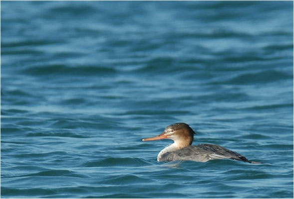 MITTELSÄGER, RED-BREASTED MERGANSER, MERGUS SERRATO