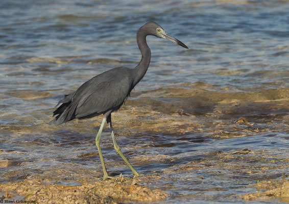 Blaureiher am Strand
