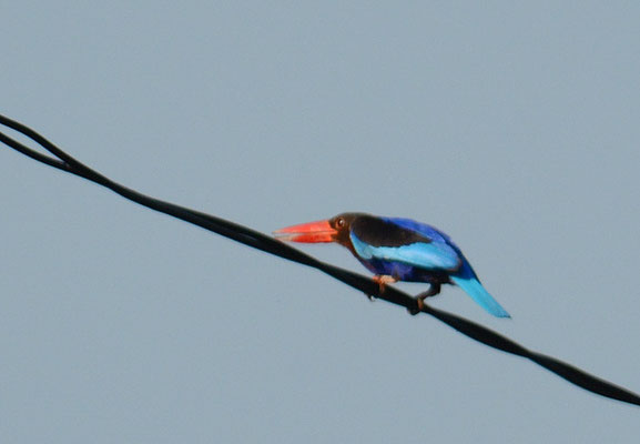 JAVALIEST, JAVAN KINGFISHER, HALYCON CYANOVENTRIS