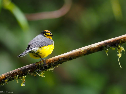 BRILLENWALDSÄNGER, SPECTACLED WHITESTART - MYIOBORUS  MELANOCEPHALUS