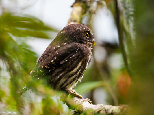 ANDEN-SPERLINGSKAUZ, ANDEAN PYGMY OWL - GLAUCIDIUM JARDINII