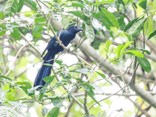 Riesenani, Greater Ani - Crotophaga major