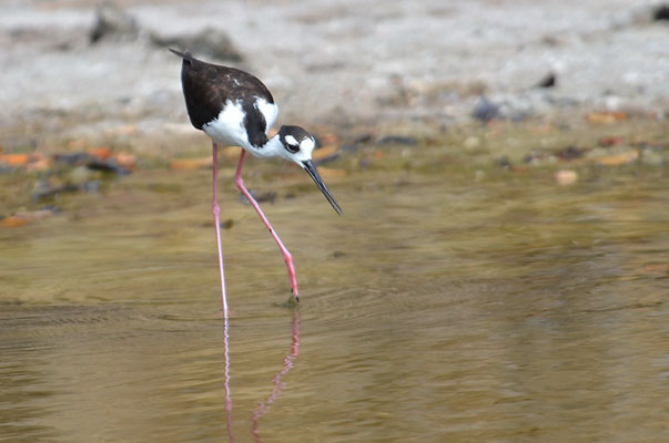 Amerikanischer Stelzenläufer, Black-necked stilt, Himantopus mexicanus