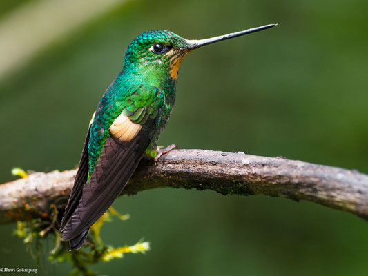 FAHLFLÜGEL-ANDENKOLIBRI, BUFF-WINGED STARFRONTLET - COELIGENA LUTETIAE