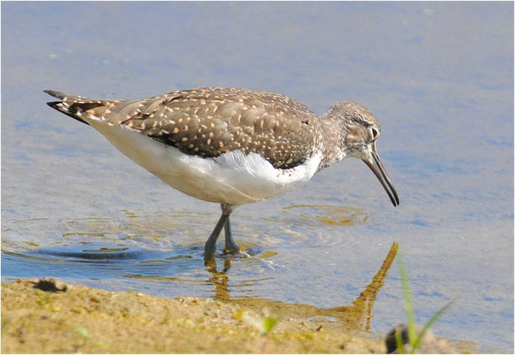 BRUCHWASSERLÄUFER, WOOD SANDPIPER, TRINGA GLAREOLA