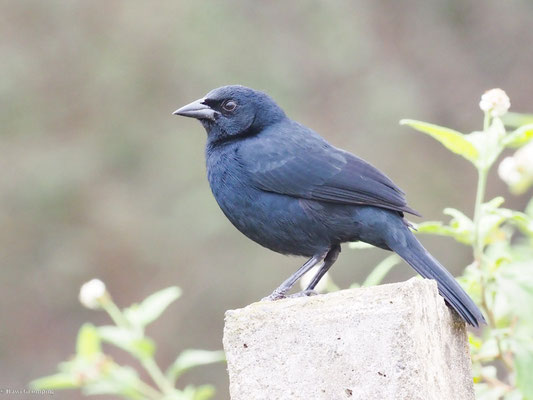 Buschstärling, Scrub Blackbird - Dives warczewiczi