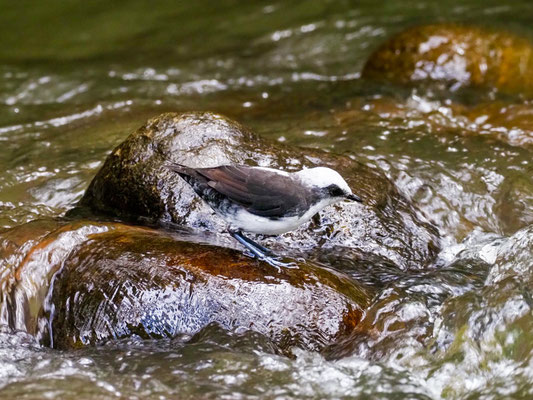 WEISSKOPF-WASSERAMSEL, WHITE-CAPPED DIPPER - CINCLUS LEUCOCEPHALU