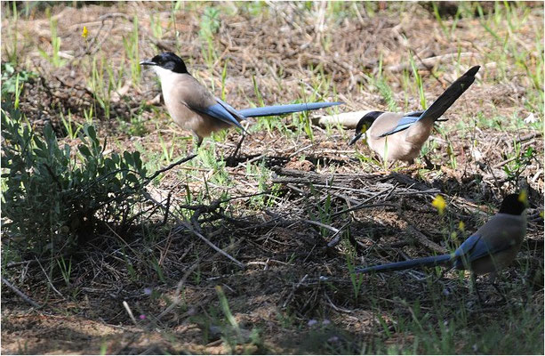 BLAUELSTER, AZURE-WINGED MAGPIE, CYANOPICA CYANUS