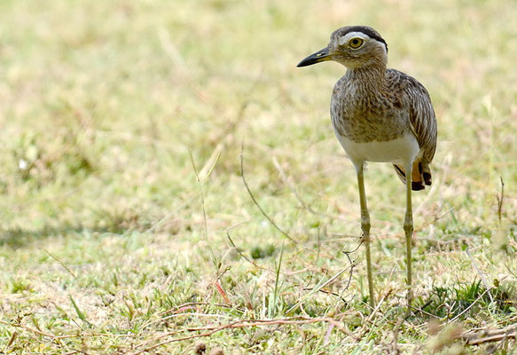 DOMINIKANERTRIEL, DOUBLE-STRIPED THICK-KNEE, BURHINUS BISTRIATUS