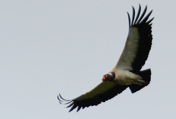 KÖNIGSGEIER, KING VULTURE, SARCORAMPHUS PAPA