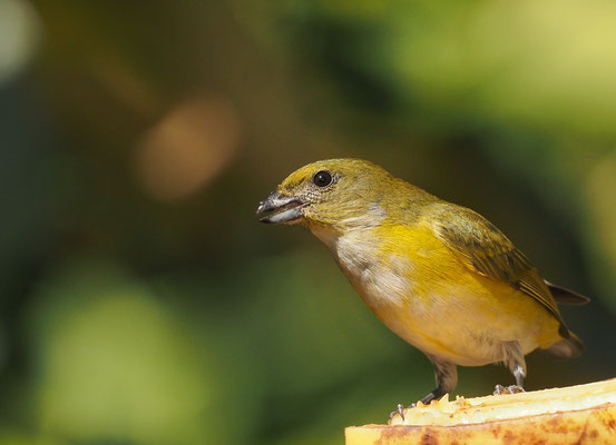 SCHWALBENORGANIST, YELLOW-THROATED EUPHONIA, EUPHONIA HIRUNDINACEA