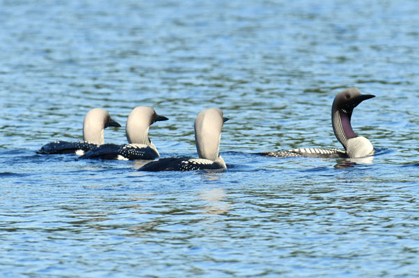 PRACHTTAUCHER, BLACK-THROATED LOON, GAVIA ARCTICA