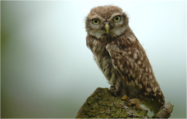 STEINKAUZ, LITTLE OWL , ATHENE NOCTUA