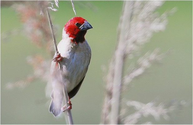 ROTKOPFWEBER, RED-HEADED QUELEA, QUELEA ERYTHROPS