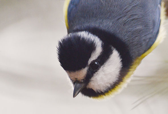 TENERIFFAMEISE, CANARY ISLANDS TIT, PARUS TENERIFFAE