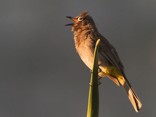 Kapbülbül, cape bulbul, pycnonotus capensis