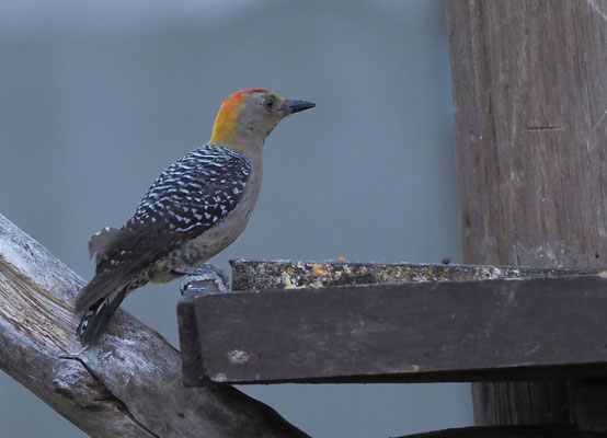 HOFFMANNSPECHT, HOFFMANN´S WOODPECKER, MELANERPES HOFFMANNII