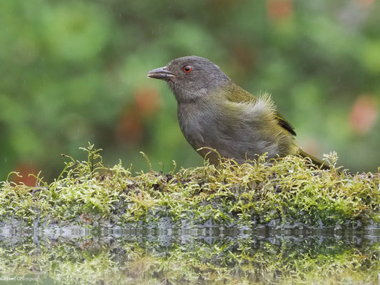 GRAUBRUST-BUSCHTANGARE, DUSKY BUSH TANAGER - CHLOROSPINGUS SEMIFUSCUS