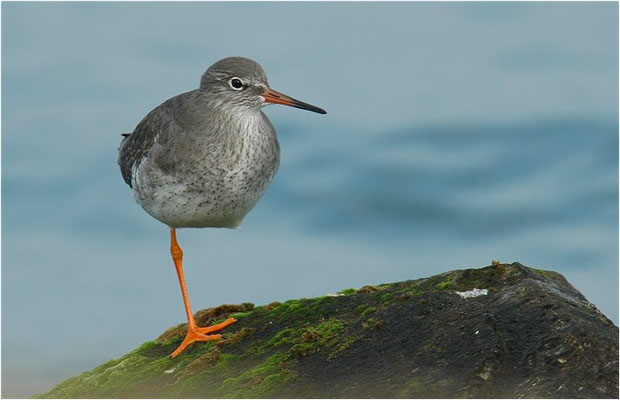 ROTSCHENKEL, COMMON REDSHANK, TRINGA TOTANUS
