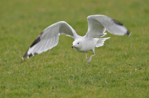 RINGSCHNABELMÖWE, RING-BILLED GULL, LARUS DELAWARENSIS