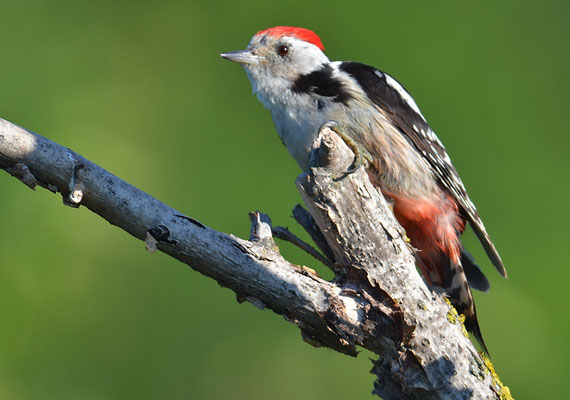 MITTELSPECHT, MIDDLE-SPOTTED WOODPECKER