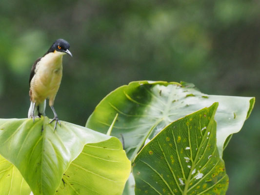 Rohrspötter, Black-capped Donacobius - Donacobius atricapilla