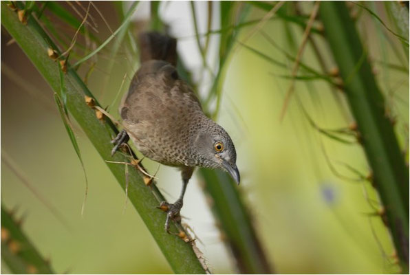 SCHUPPENDROSSLING, BROWN BABBLER, TURDOIDES PLEBEJUS