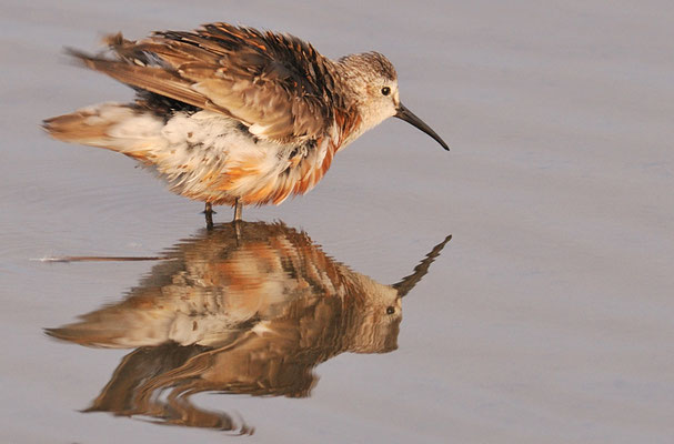 SICHELSTRANDLÄUFER, CURLEW SANDPIPER, CALIDRIS FERRUGINEA