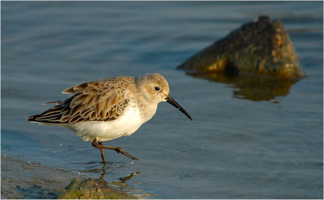 ALPENSTRANDLÄUFER, DUNLIN, CALIDRIS ALPINA