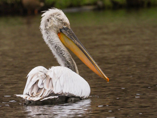 Krauskopfpelikan, Dalmatian Pelican - Pelecanus crispus