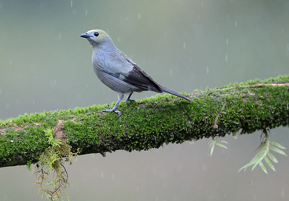 PALMENTANGARE, PALM TANAGER, THRAUPIS PALMARUM