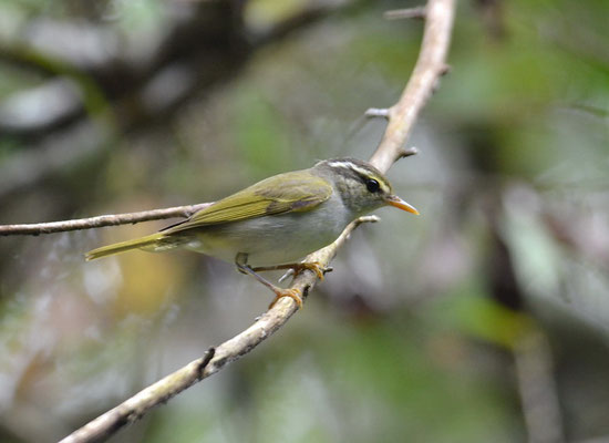 WANDERLAUBSÄNGER, ARCTIC WARBLER, SPHYLLOSCOPUS BOREALIS