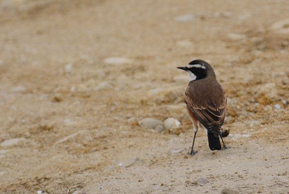 ERDSCHMÄTZER, CAPPED WHEATEAR, OENANTHE PILEATA