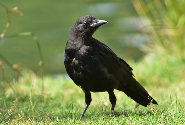 Amerikanerkrähe, American crow, Corvus brachyrhynchos