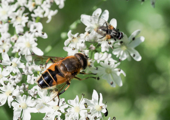 GEBIRGS-KEILFLECKSCHWEBFLIEGE, ERISTALIS JUGORUM